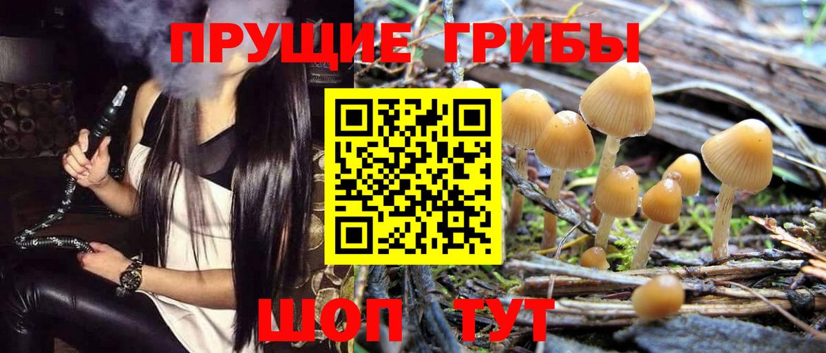 Псилоцибиновые грибы GOLDEN TEACHER  Вход с VPN  Псилоцибиновые грибы GOLDEN TEACHER  цена   Георгиевск 
